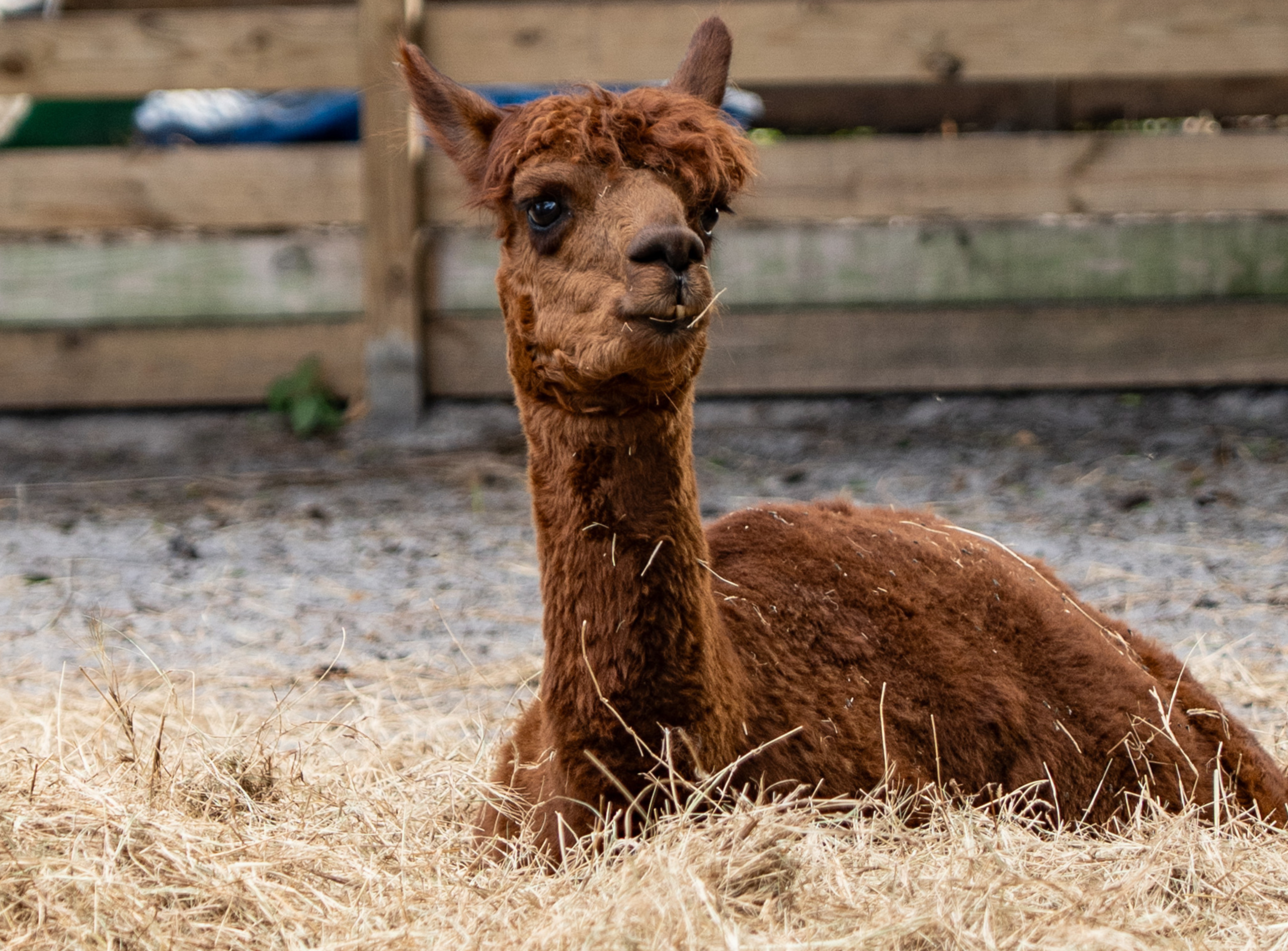 Alpaca Petting Zoo Florida