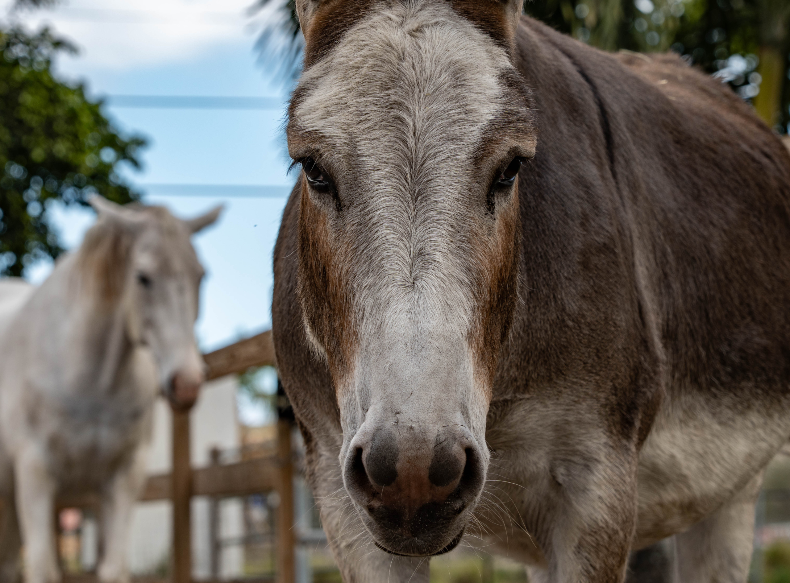 farm petting zoo Broward County