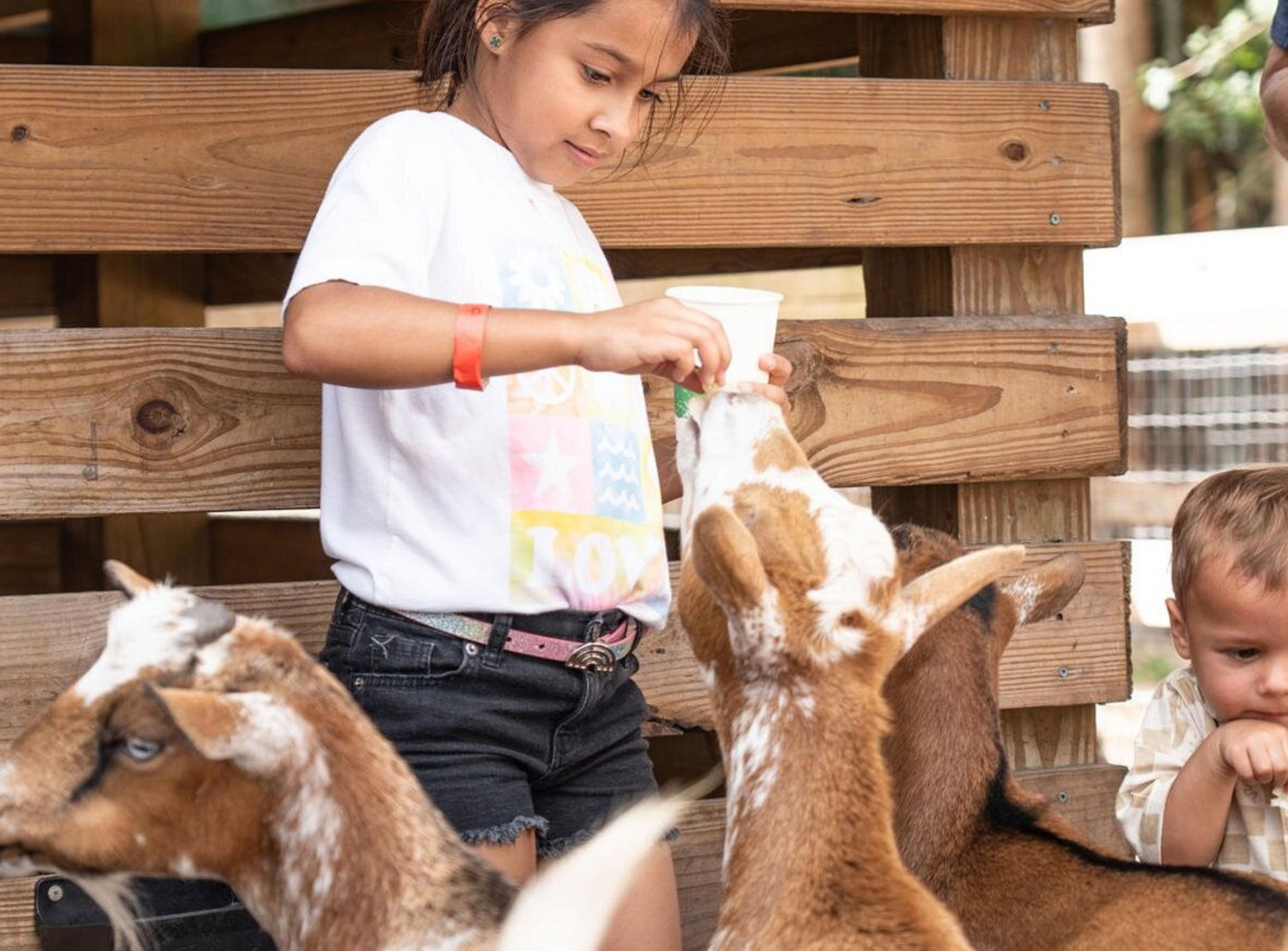 Petting Zoo South Florida