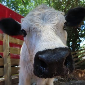Highlands Cow