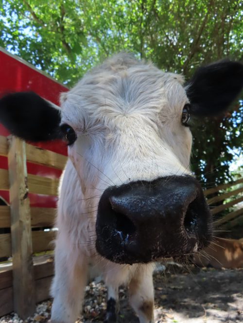 Highlands Cow