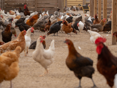 chickens