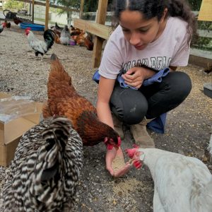 feeding-chickens