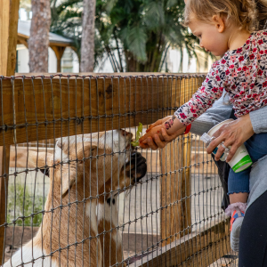 goat petting zoo south florida