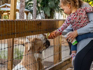 goat petting zoo south florida