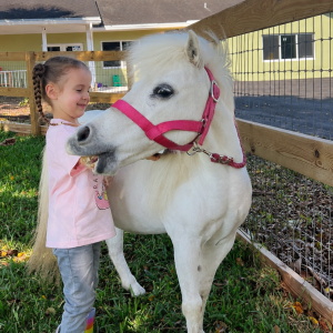 mini horse redstone ranch