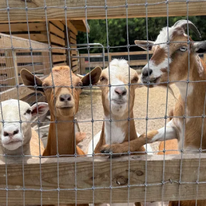 ranch-goats